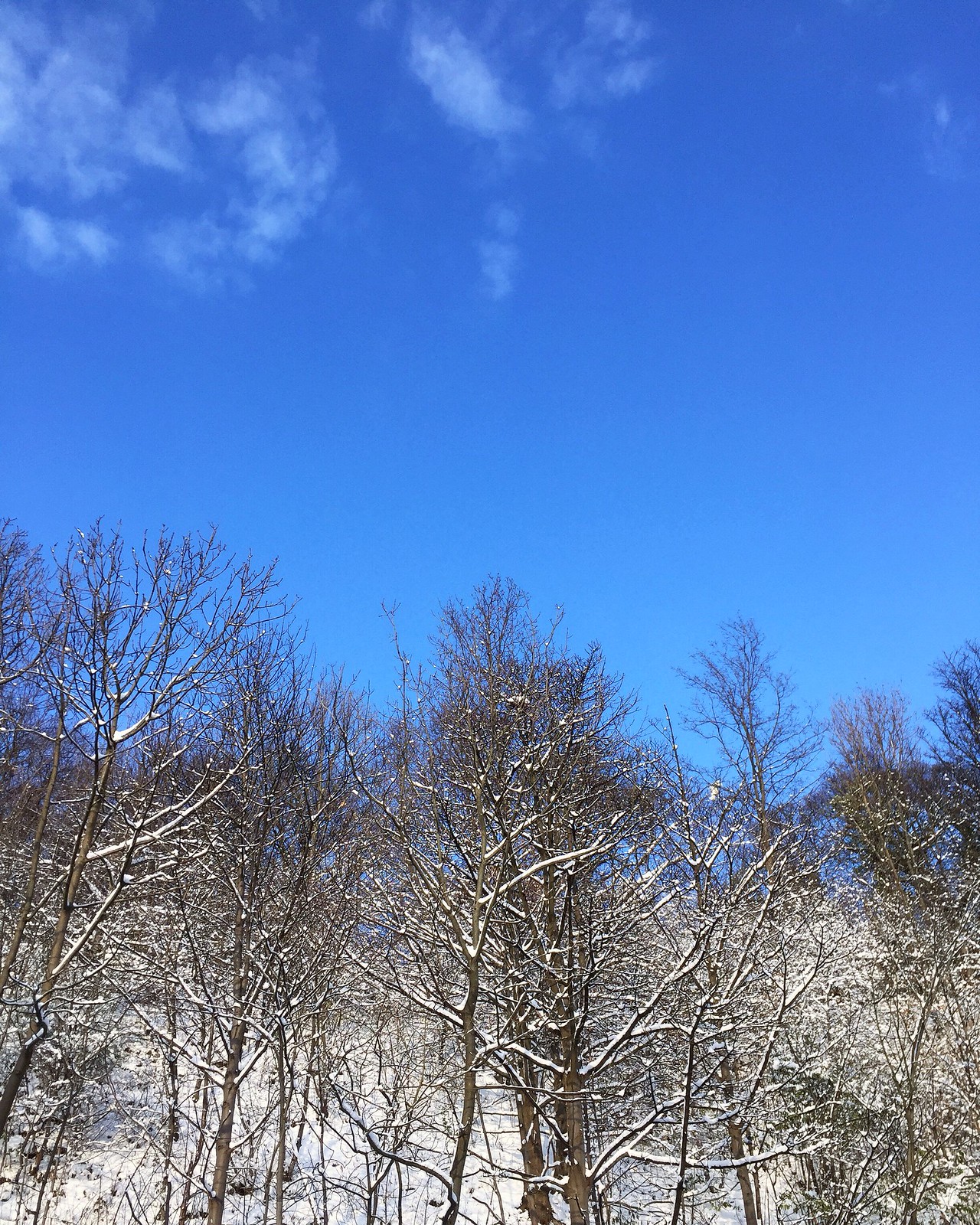 Sheffield Trees Snow