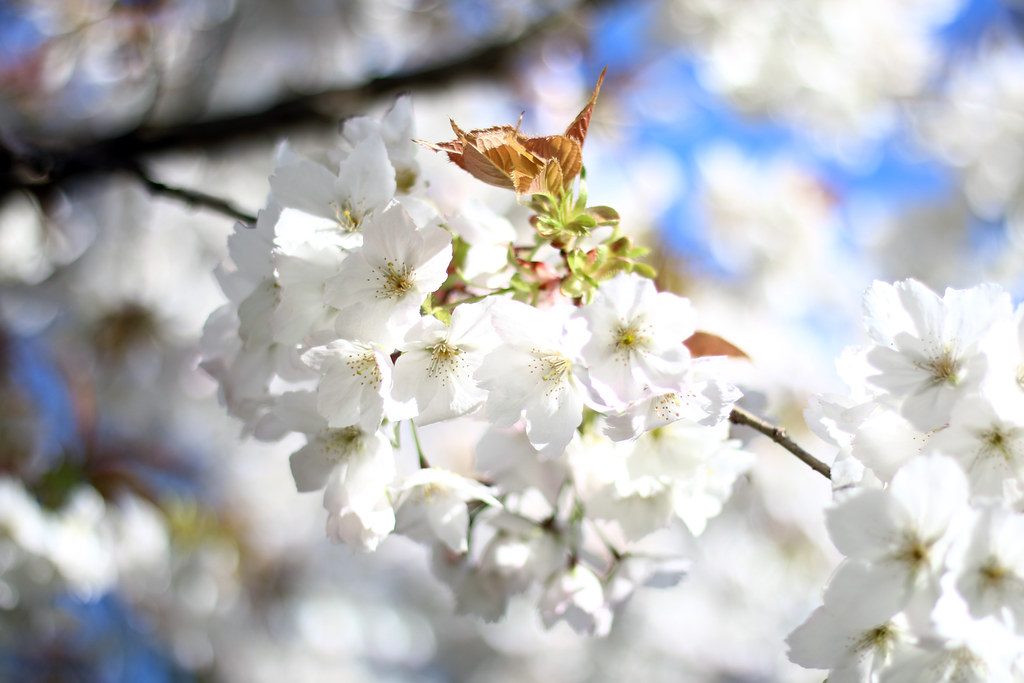 beautiful-white-flowers