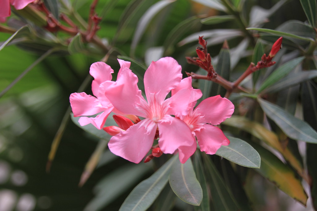 Agios Nikolaos Flowers