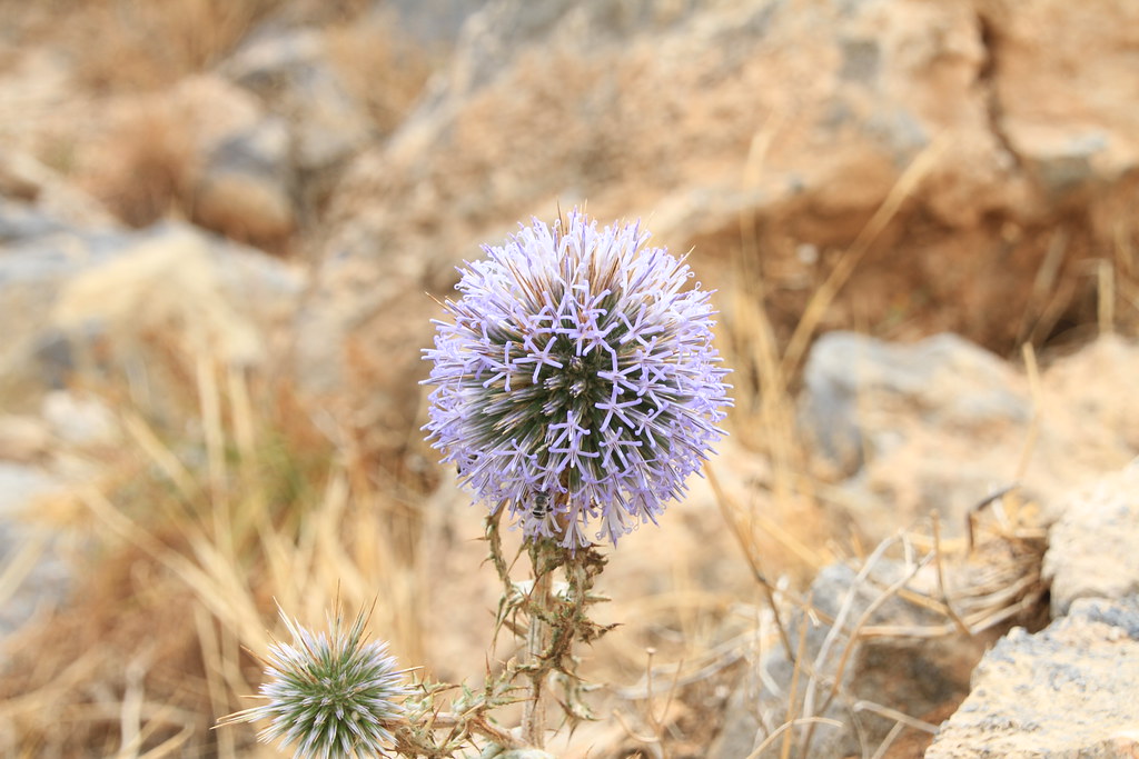 Agios Nikolaos flower