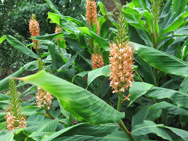 Cambs Botanic Garden