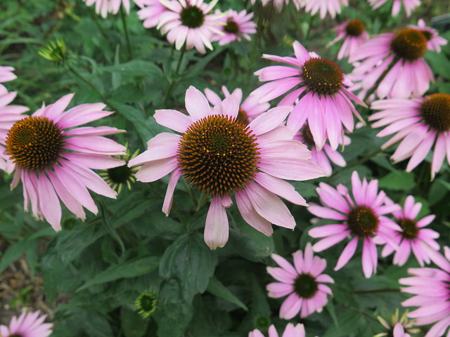 Botanic Garden Cambs