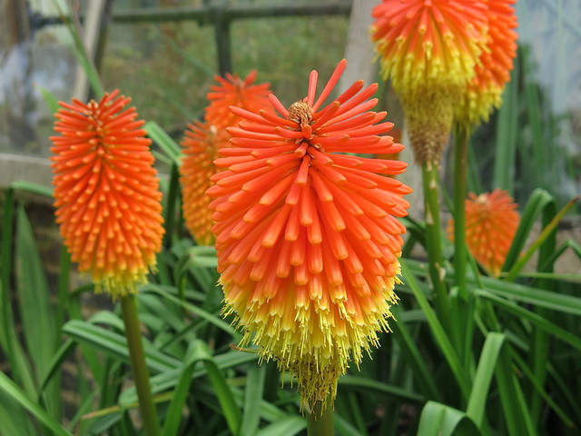 Botanic GardenCambridge