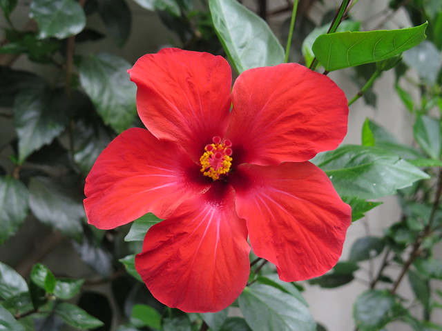 Cambridge Botanic Garden