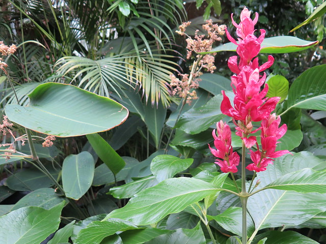 Cambridge University Botanic Garden