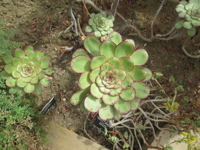 Cambridge uk Botanic Garden