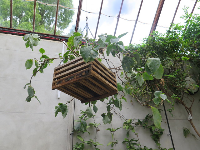 Cambridge Uni Botanic Garden