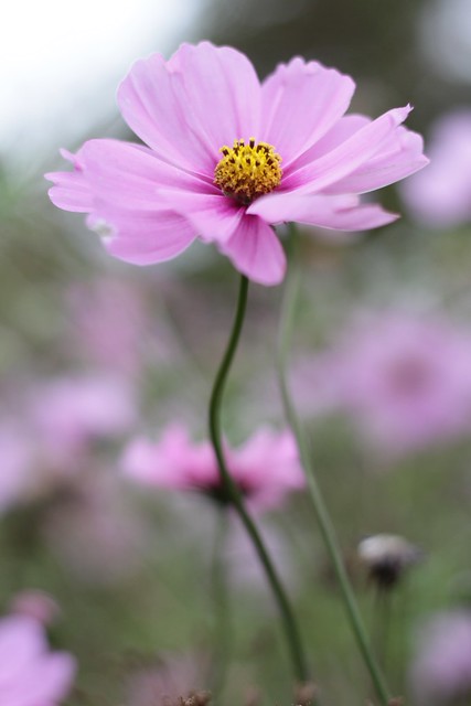 October flowers in Cambridge
