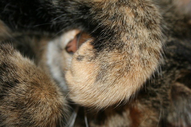 Im too sleepy for phptos