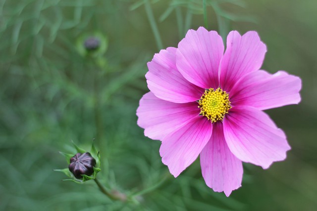 Pretty flower in Cambridge - October