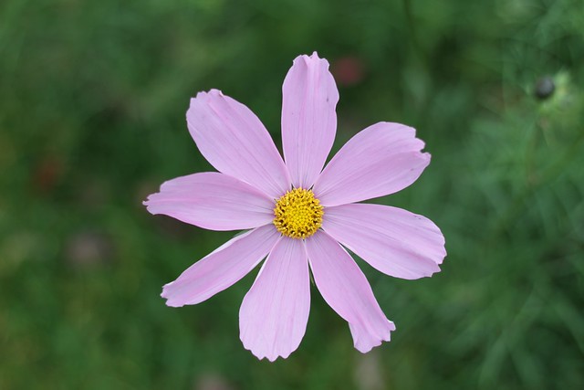 Cambridge walk - flowers