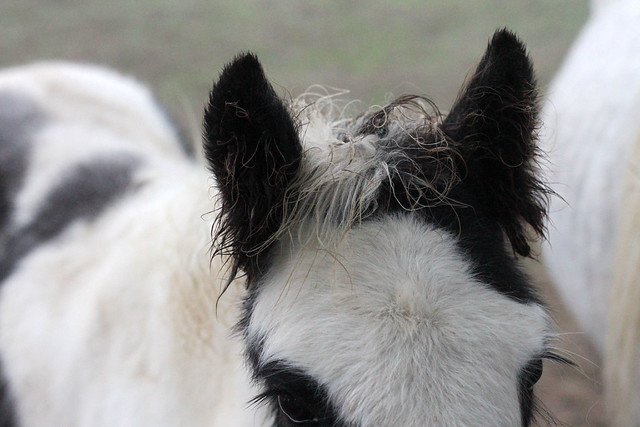 Darling little horse