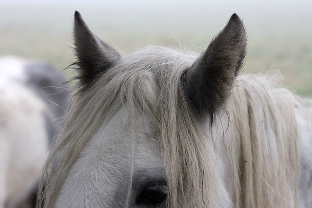 Cute Horse Cambridge