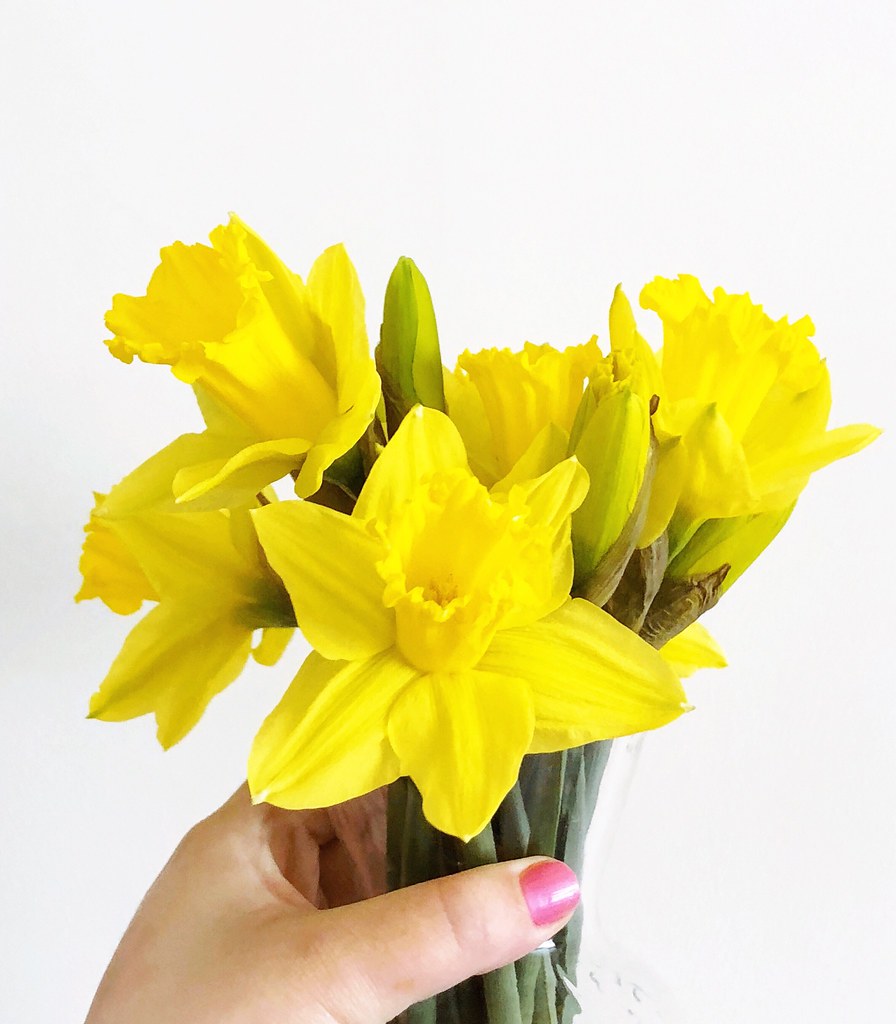 Yellow Daffodils