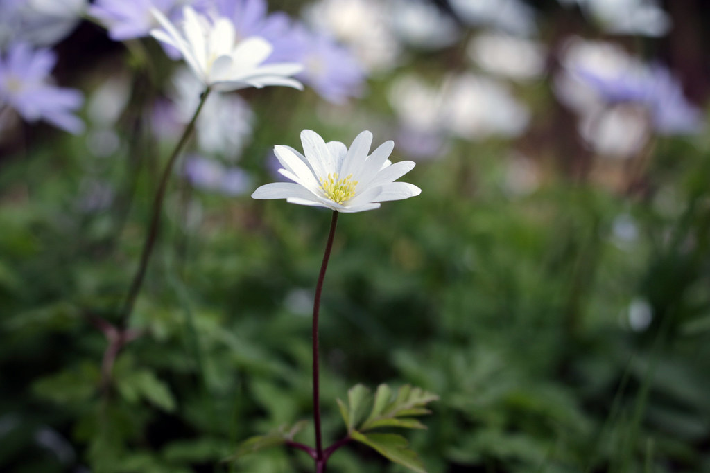 Flower standing strong