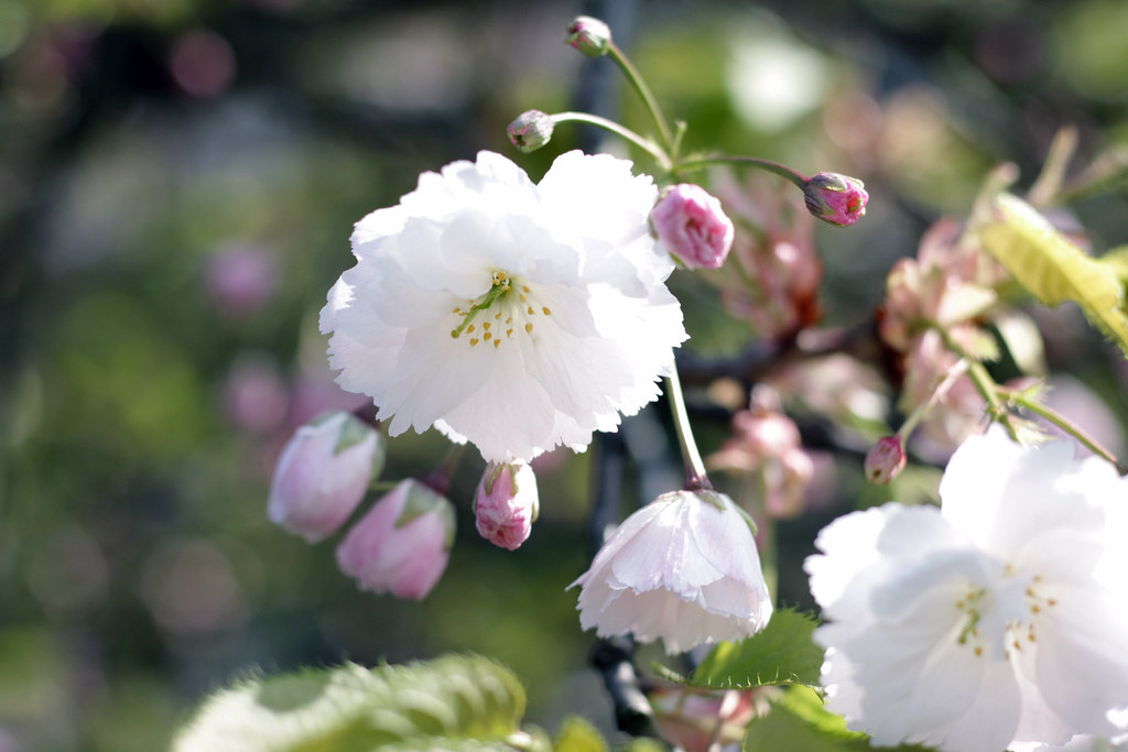 blossom flowers in cambridge
