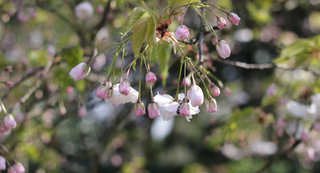 blossom in cambridge