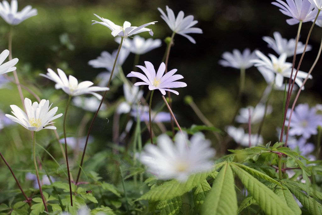 Cambridge flowers 2017