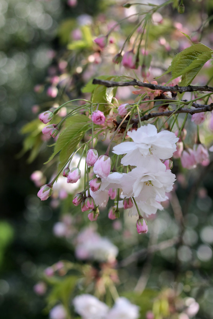 Beautiful flowers in Cambridge