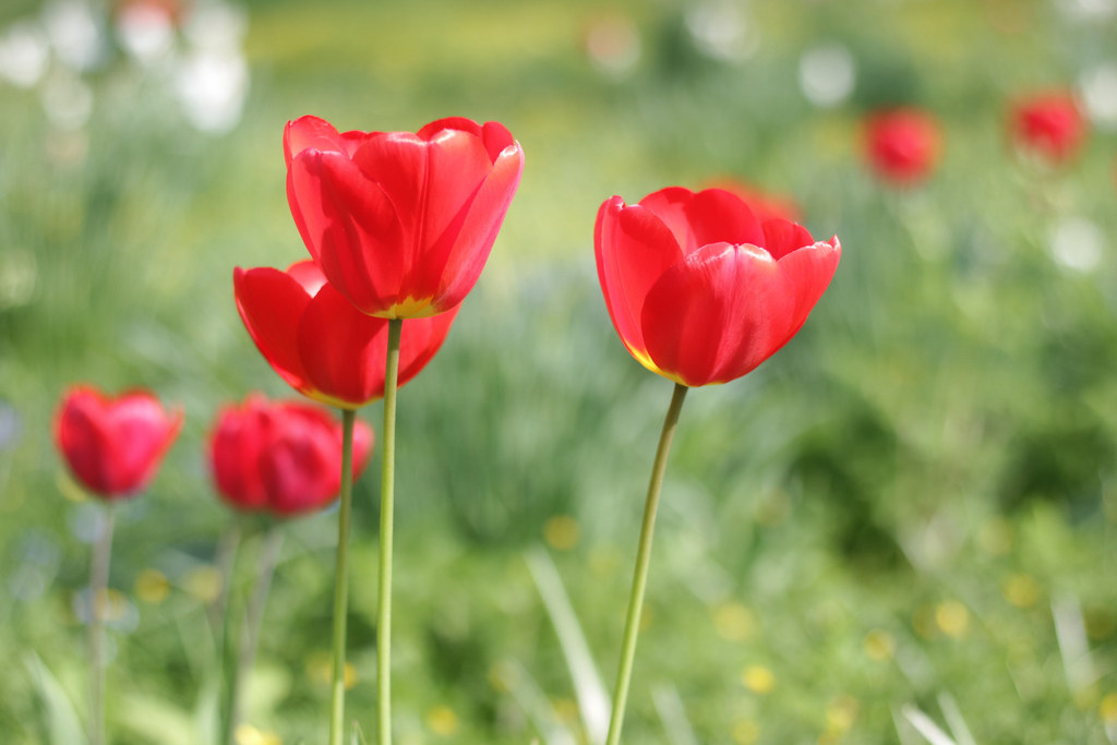 Beautiful red and green colour combo