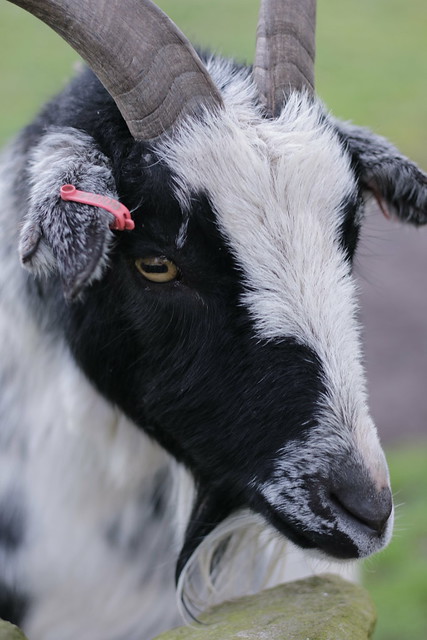 Mayfield Alpacas Animal Park - Goat