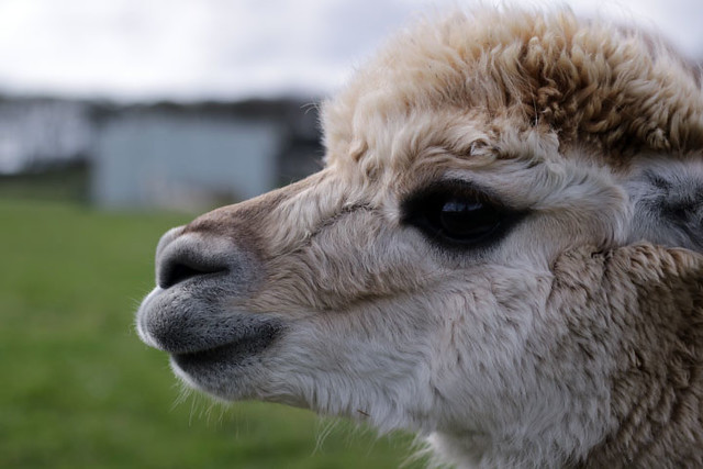 Contemplating life at Mayfield Alpacas Animal Park