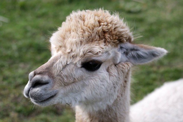 Alpacas in Sheffield 2017