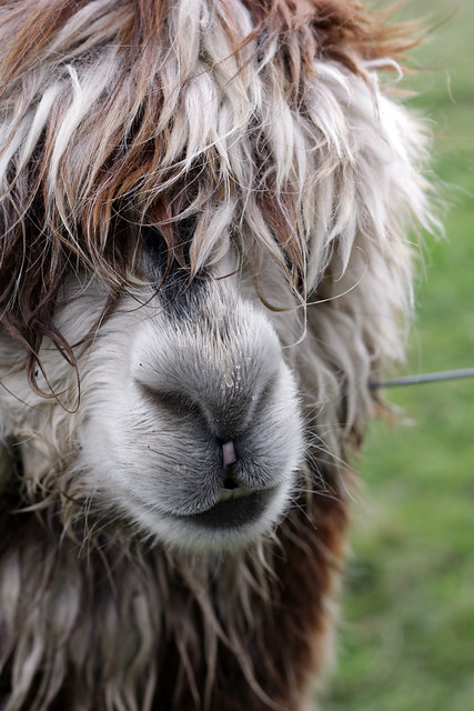 Alpaca damp nose - sheffield