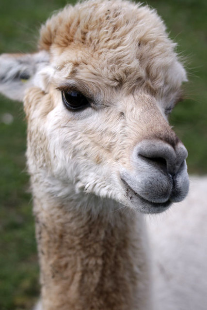 So Chic - Mayfield Alpacas Animal Park