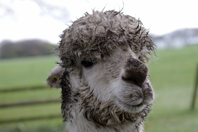 Muddy but cute - llama life