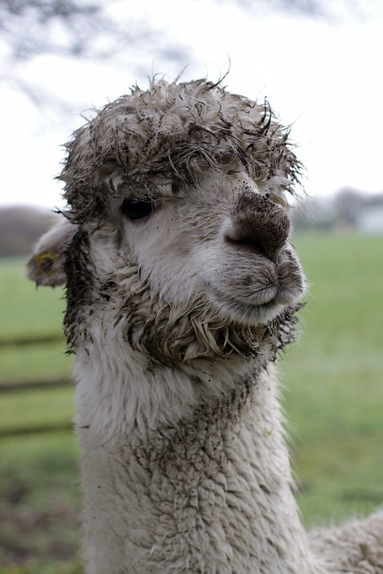 Muddy Alpaca But Happy