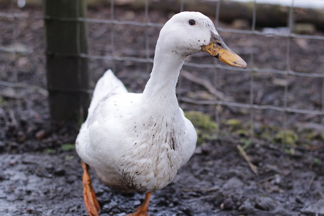 Mayfield Alpacas Animal Park - Farm