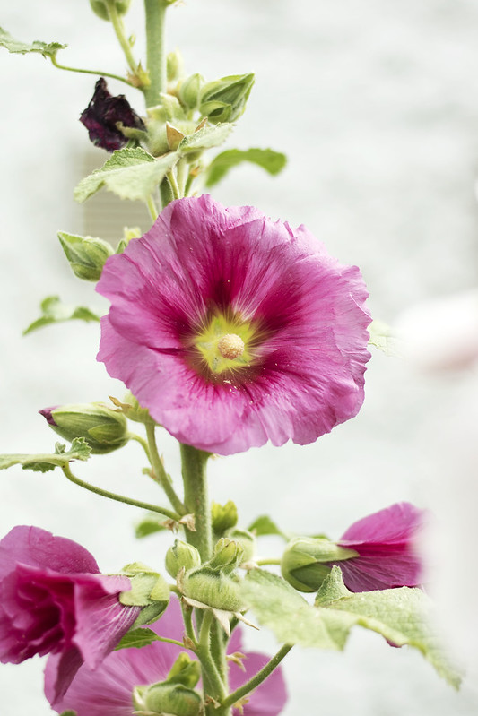 Pink flower Southwold
