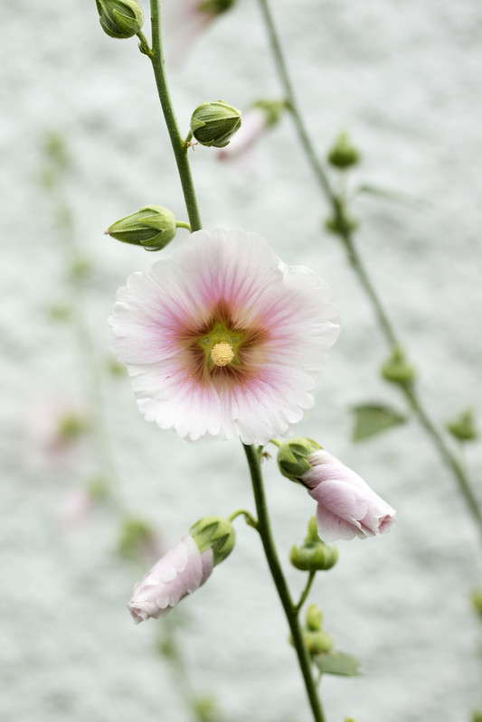 Flowers in Southwold