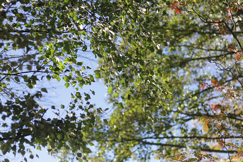 Don't forget to look up - autumn