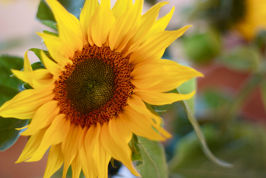 5 Flowers to sow in May for summer