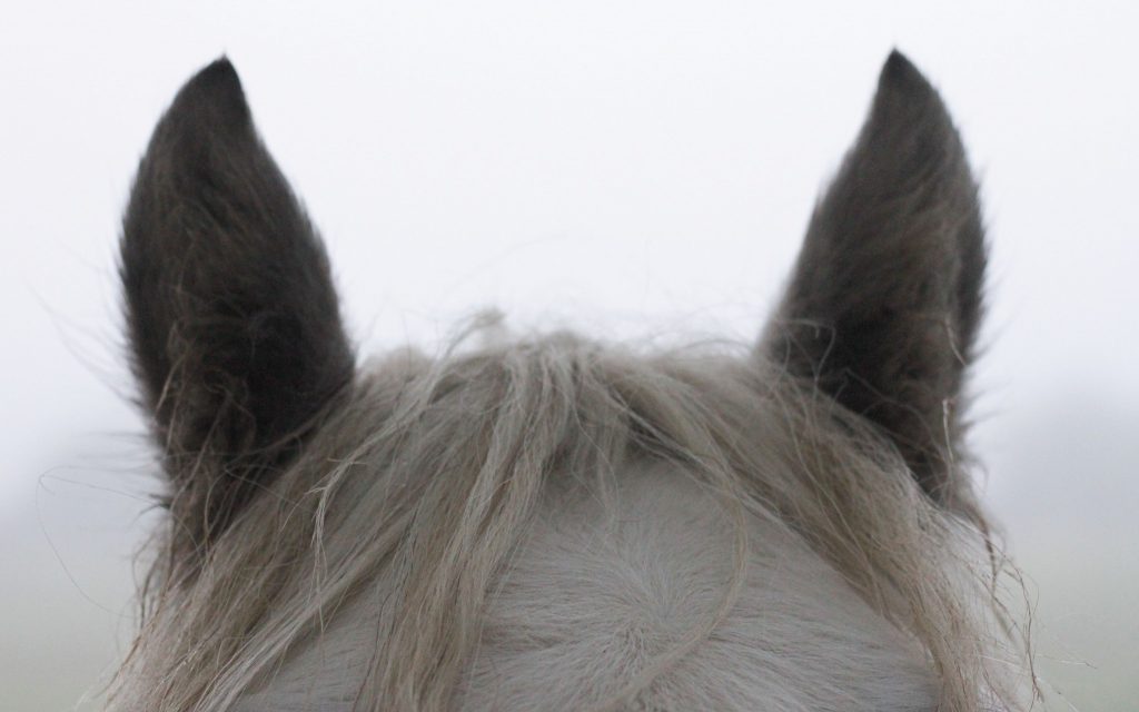 horse-ears